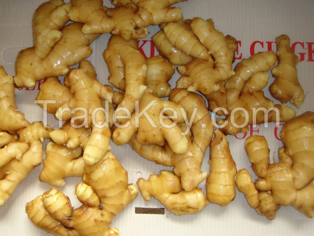 Fresh and Air dried ginger