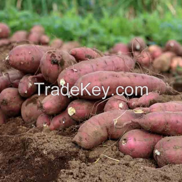 fresh sweet potatoes