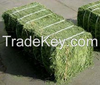 High Quality Alfalfa Hay/Timothy Hay