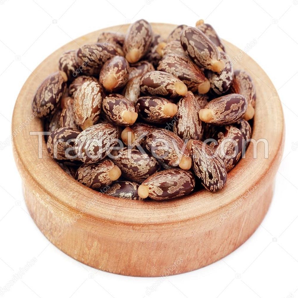 Castor oil seeds