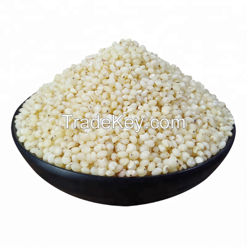 Top grade wholesale red sorghum grains sorghum