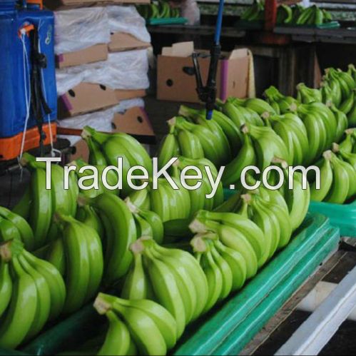 Fresh Cavendish Bananas