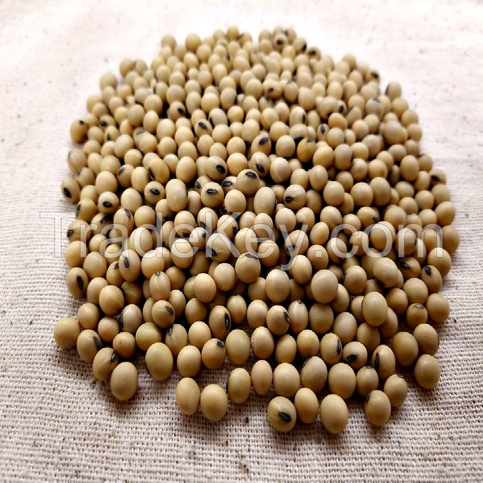 Dried Farm Soybeans