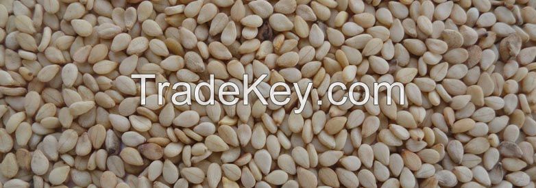 Raw Natural Sesame Seed of Nigeria Origin