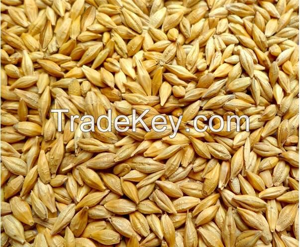 Barley Feed