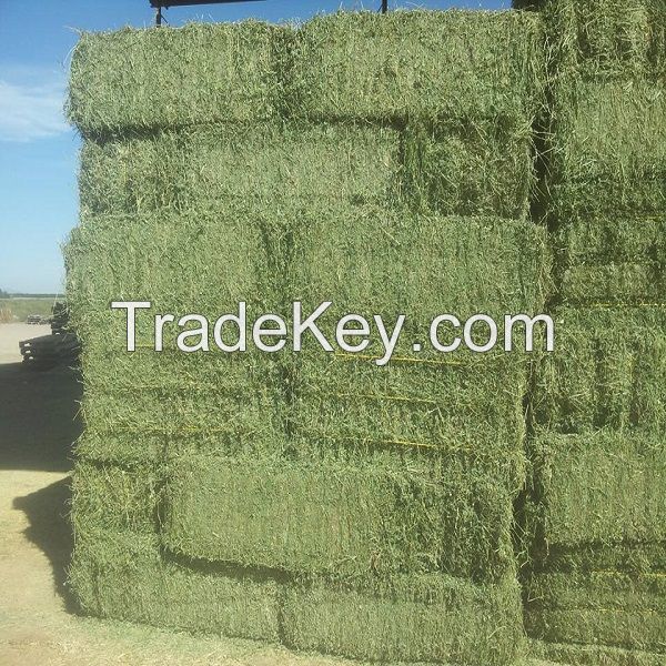 RHODES GRASS