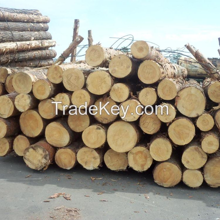 Teak wood log