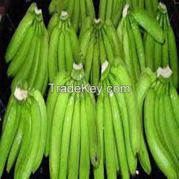 Wholesale price, fesh Cavendish Banana from Afica