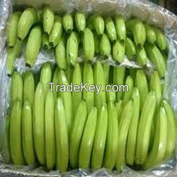 Fresh Green Cavendish Banana supplier