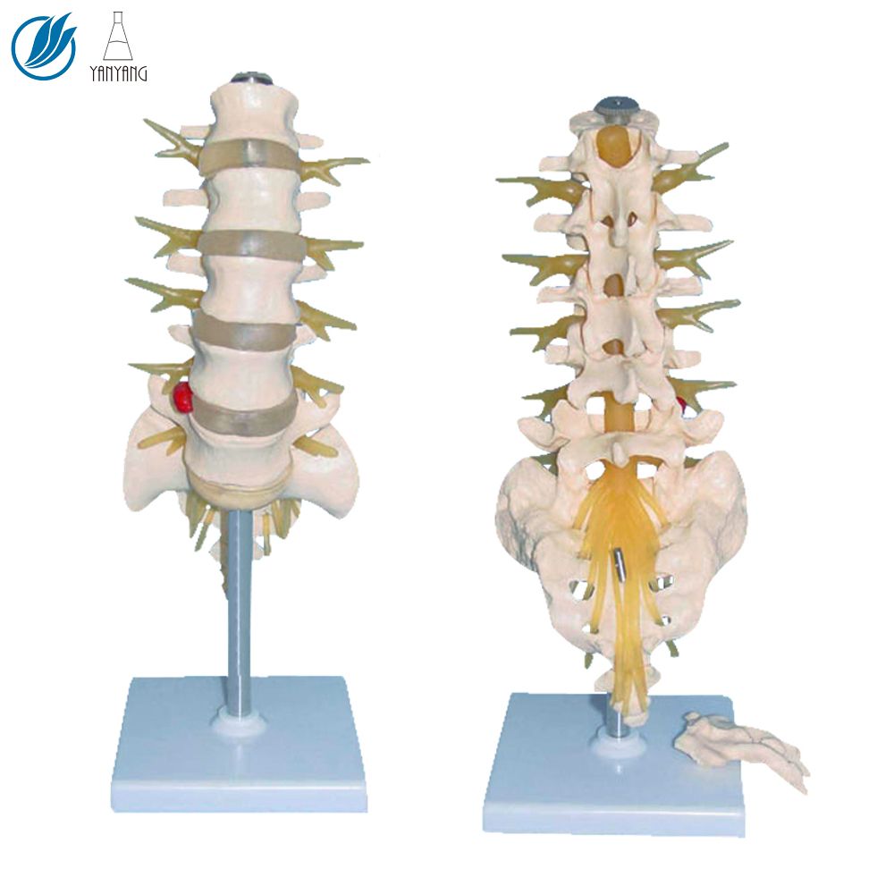 Human Lumbosacral Vertebrae and Nerves Skeletal Anatomy Structure Model