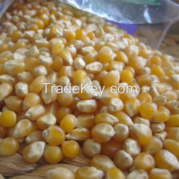 White and Yellow Corn