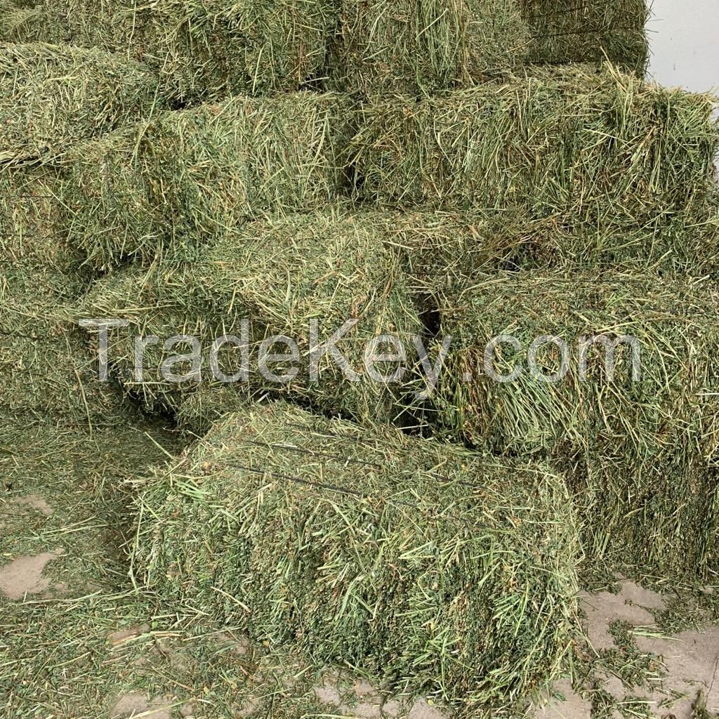 Alfalfa Hay for Cattle