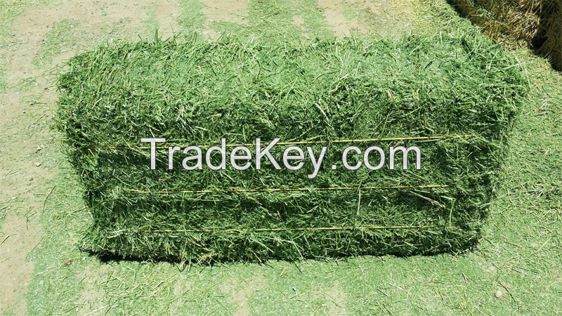 Sell Alfalfa Hay for Horses