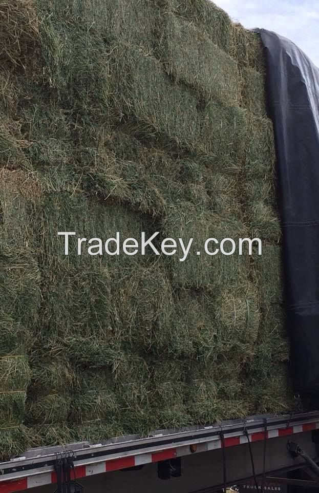 Cattle Alfalfa Hay / Alfalfa Hay / Alfalfa Baled From Turkey Manufacturer