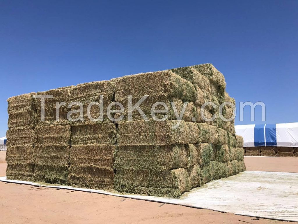Alfalfa Hay Pellets Wholesale Price - Buy Alfalfa Hey Pellet In Dubai, Cheap Alfalfa Hay