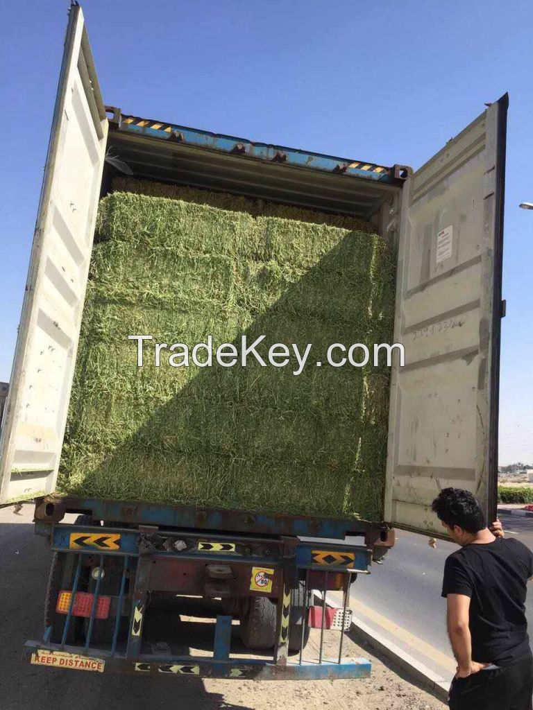 Alfalfa Hay Pellets Wholesale Price - Buy Alfalfa Hey Pellet In Dubai, Cheap Alfalfa Hay