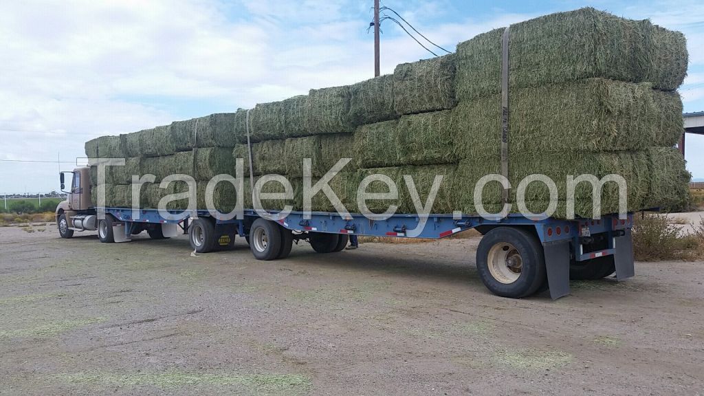 2023 Hot Selling Alfalfa, Hay for Animal Feed at wholesale price Alfalfa Hay