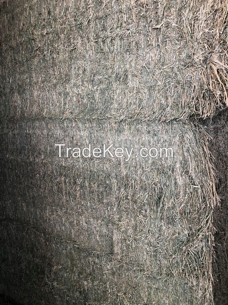 Alfalfa Hay / Cattle Alfalfa Hay / Alfalfa Baled From Thailand Manufacturer Best Quality