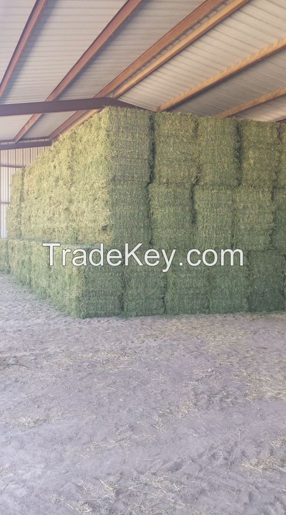 Premium Grade Alfafa Hay for Animal Feeding Stuff Alfalfa / Alfalfa Hay farm price