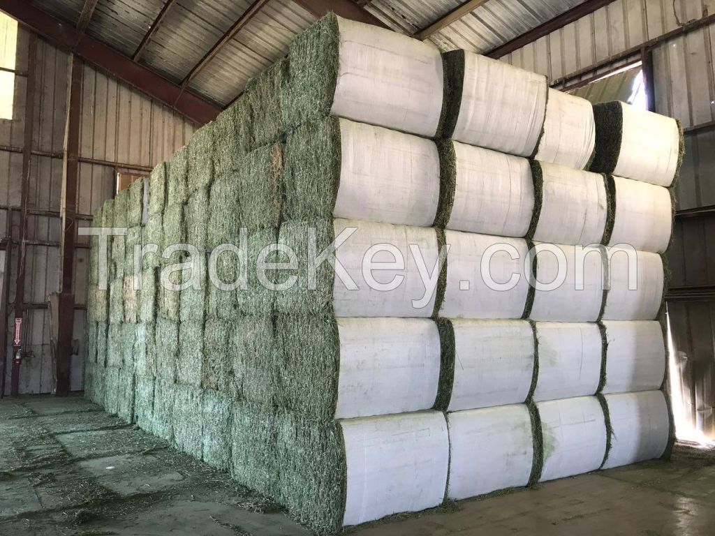 Premium Grade Alfalfa Hay for Animal Feeding Stuff Alfalfa / Alfalfa Hay farm price