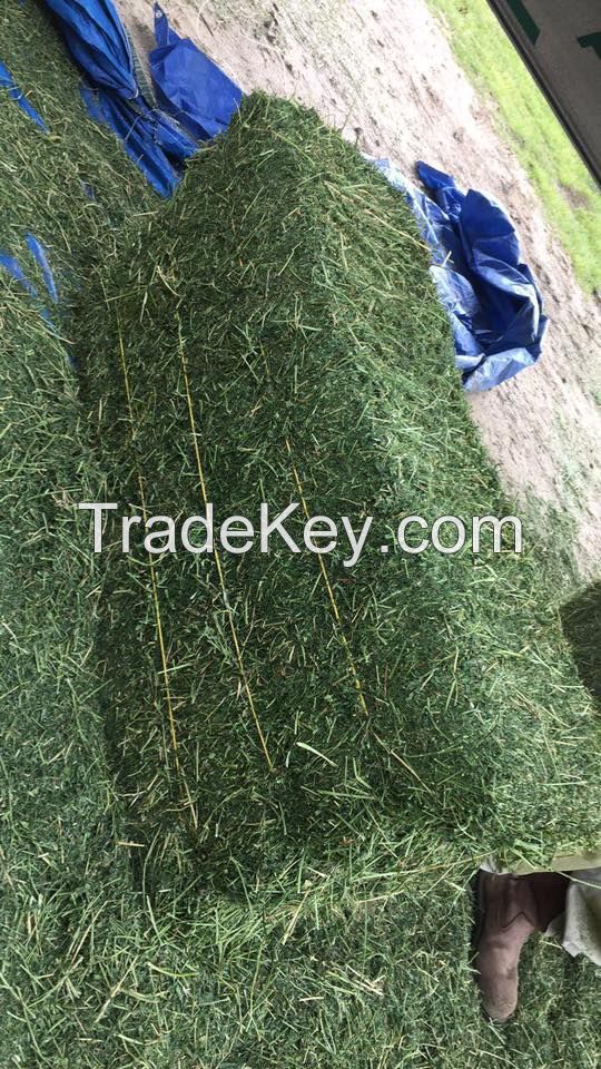 Premium Grade A Alfalfa Hay, Timothy Hay, Animal Feed Alfalfa