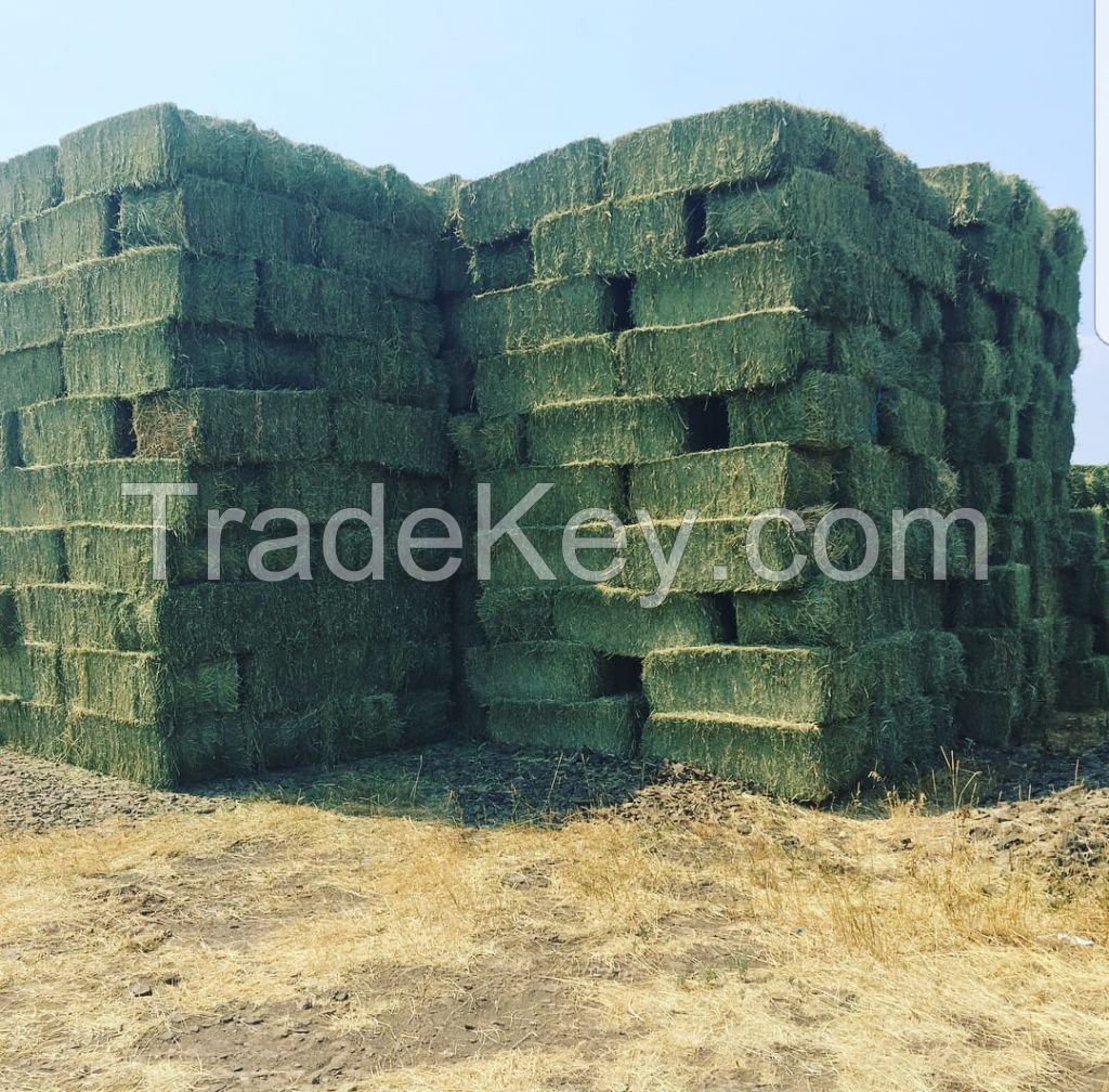 Alfafa Hay for Animal Feeding /alfalfa hay pellets /Timothy Hay in Bales