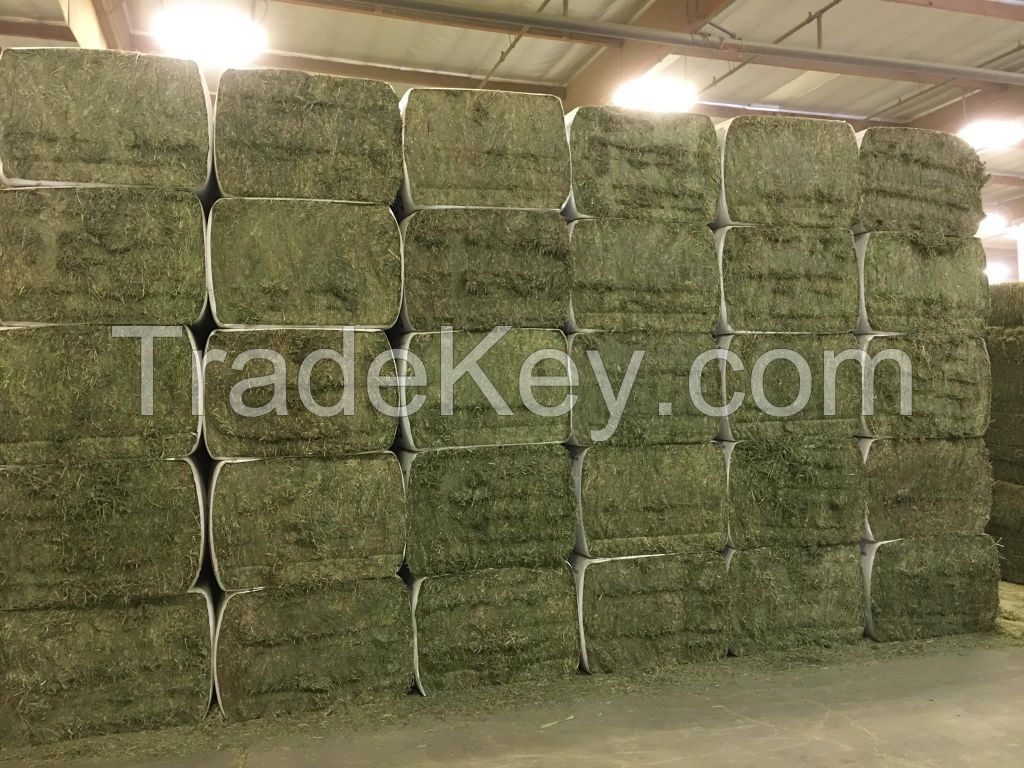 High quality Alfalfa bales