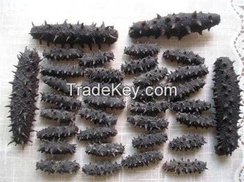 Dried Sea Cucumber