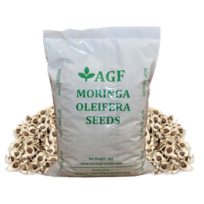 Organic Moringa Seeds Bulk Supply
