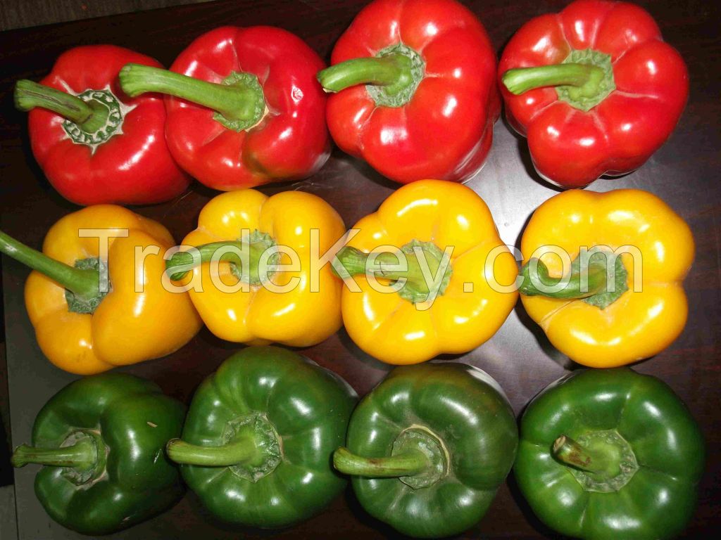 Fresh Capsicum