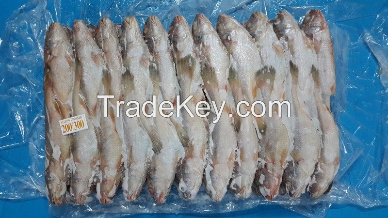 Sell Frozen Yellow croaker, Frozen Silver Croaker.