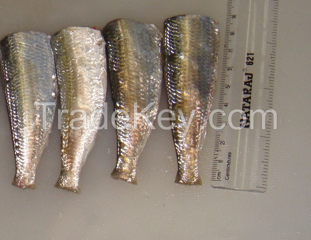 FROZEN SARDINE HGT.