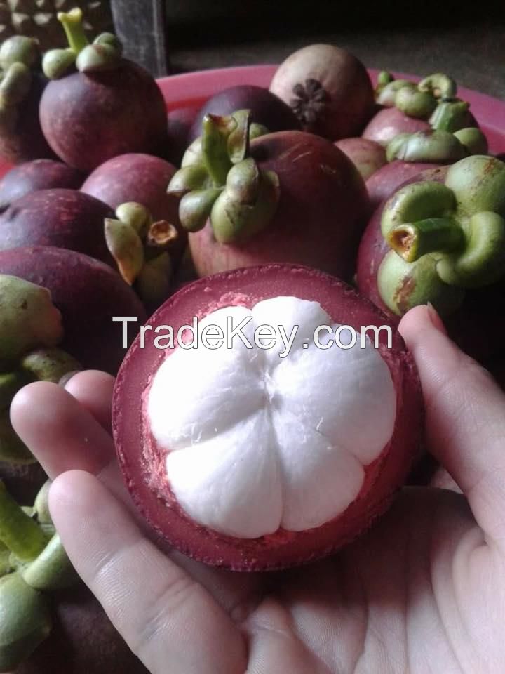 Fresh Mangosteen fruit