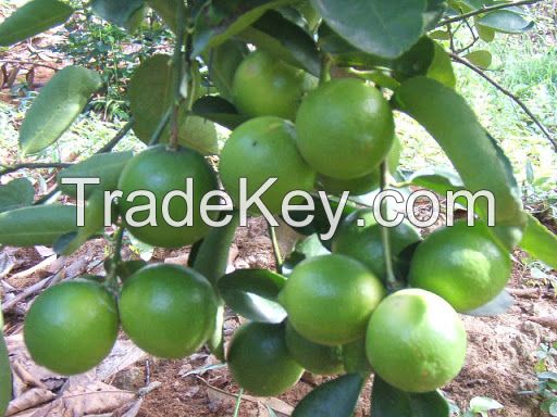 Sell Fresh Avocado In Harvest (034, Hass, Booth, Hass, ...)