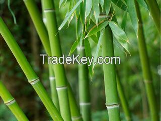 Bamboo P.E. 70% Powder