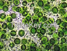 Organic Cracked Cell Chlorella Powder