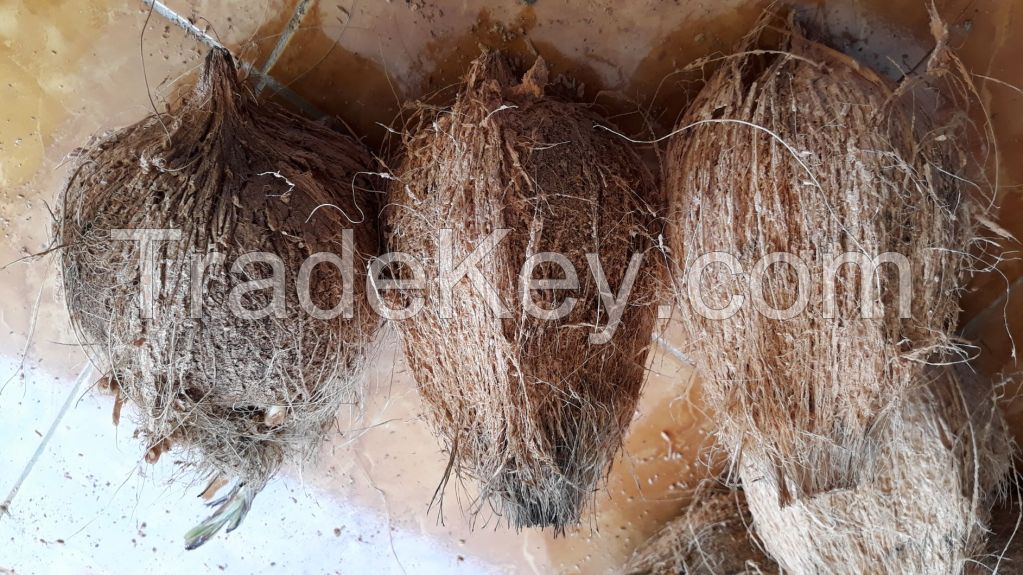 Mature coconut, semi husked mature coconut/ dehusked coconut Origin Indonesia