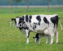 Holstein Heifers/COWS