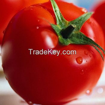 FRESH ORGANIC TOMATOES, VEGETABLES, FRUITS, SALAD, GREEN LEAVES, AGRICULTURE