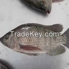 TILAPIA FISH