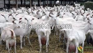 Saanen Goats For Sell