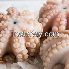 Fresh Octopus , FROZEN BABY OCTOPUS