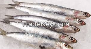 Fresh Anchovy Fish