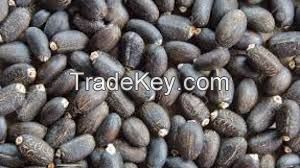 High Quality Jatropha Seeds For Sale, Great Price..