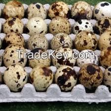 Healthy Top Graded Quail egg for Sale