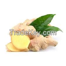 Fresh Ginger and Air Dried Ginger