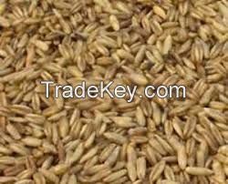 Animal Feed Oats