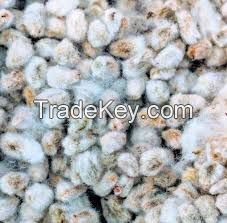 Cotton Seed Hull / Raw Cotton / Cotton Linter