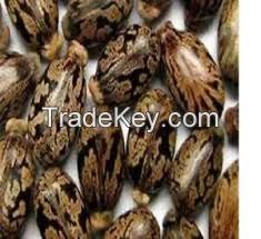 High Quality Castor Seeds Available....