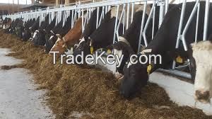 HIYIELD  DAIRY CUBES